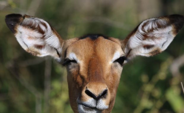 picture of animal with large ears