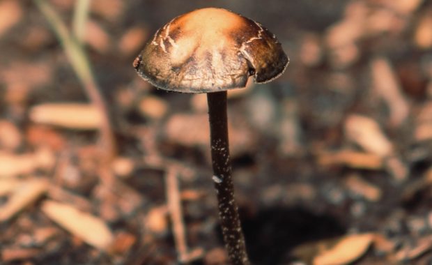 magic mushroom growing in dirt